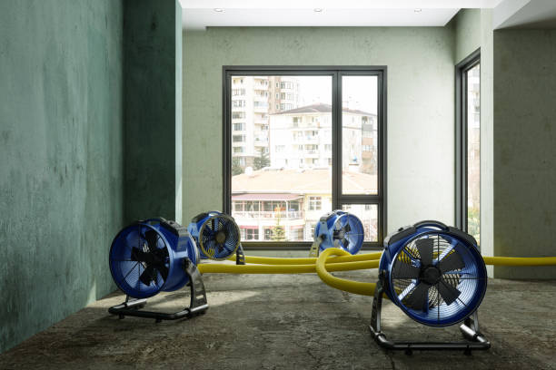 Best Water damage cleanup near me  in Davie, FL
