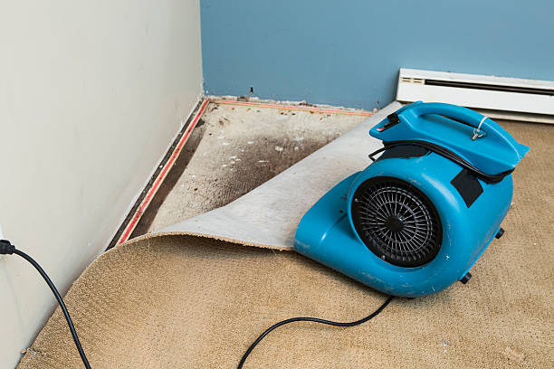 Best Local water damage restoration  in Davie, FL